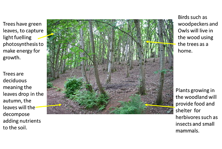 Woodland image with description about the trees and wildlife