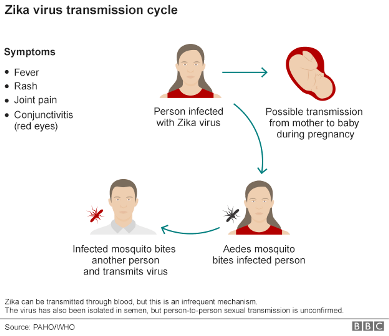 Zika-virus-transmission-cycle